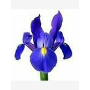 Notice Gallery for Iris EVANS