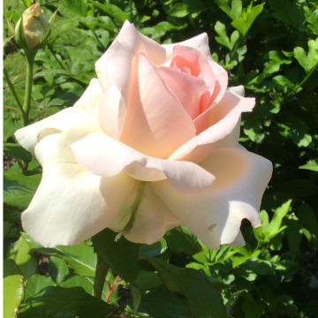 Tribute photo for Edith CROSSMAN