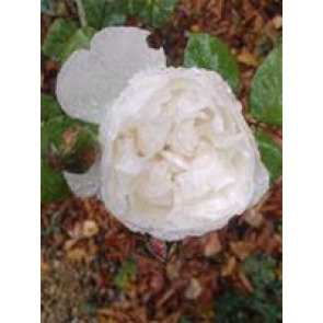 Notice Gallery for Pamela BOWERS