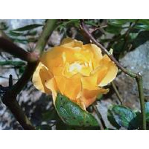 Notice Gallery for Pamela BOWERS