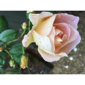 Notice Gallery for Pamela BOWERS