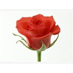 Photo of Dennis JEFFERY