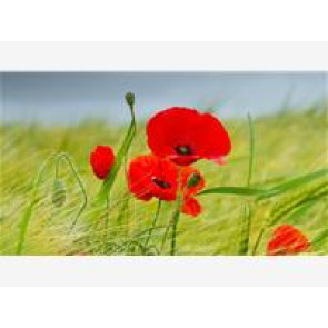 Photo of Wendy GOSLING