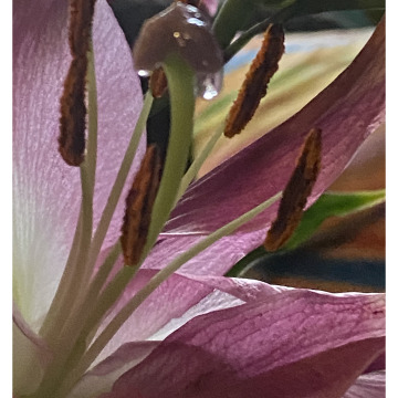 Notice Gallery for Mark ANDREW