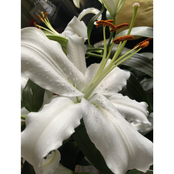 Photo for notice Mark ANDREW