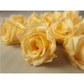 Photo of Sally TRAFFORD