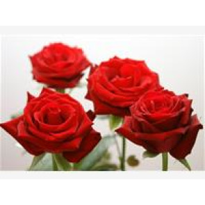 Photo of Tony RICHARDSON