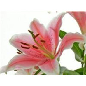 Photo of Anneliese SHIPMAN