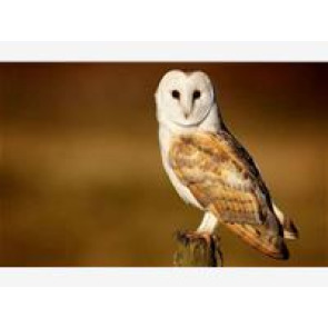 Photo of Elizabeth GOULDTHORP