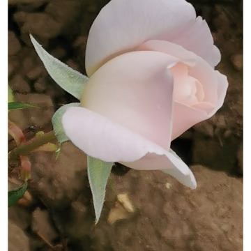 Notice Gallery for THROWER