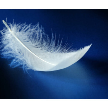 Notice Gallery for MCLEAN-CARR