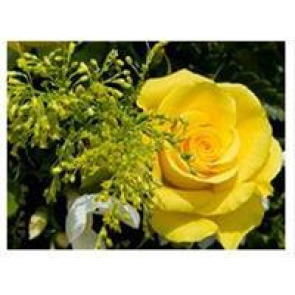 Photo of Doreen BRAHAM