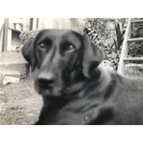 Photo of Jennifer MORRIS