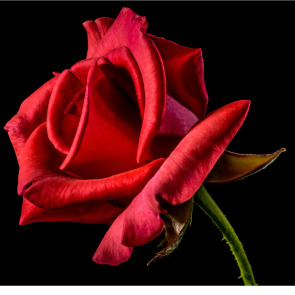 Notice Gallery for Francesca RIDEOUT