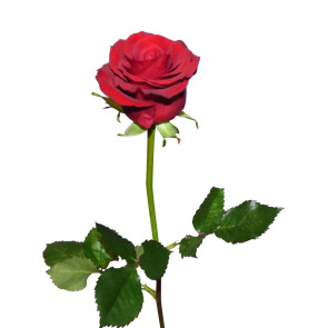 Photo of Ann Gwendoline ELLIS