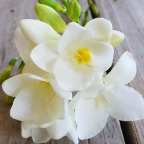 Photo of Jane Emily (Jinny) McEWAN