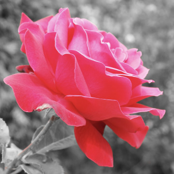 Photo for notice Colin VARNEY