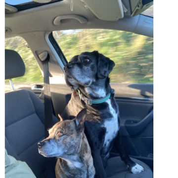 Notice Gallery for Albert HOARE