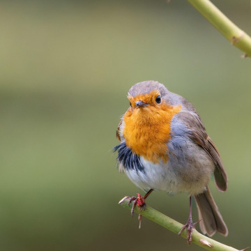 Photo for notice Peggy Doreen DUNN