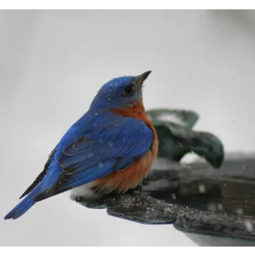 Photo for notice Peggy Doreen DUNN