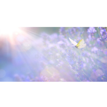 Photo for notice Peggy Doreen DUNN