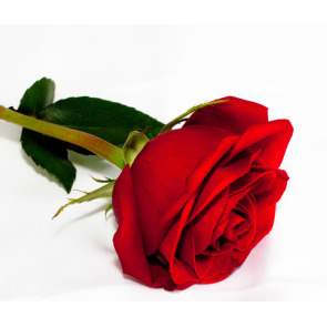 Photo of Tonge MICHELE