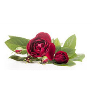 Photo of Mark William BURROWS