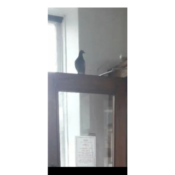 Photo for notice Molly LEWIS