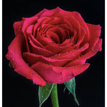 Photo for notice Sylvia KENNEDY