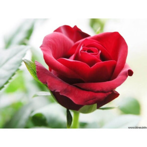 Photo of George Alfred PENNOCK