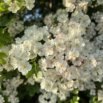 Notice Gallery for Lindsay Ann JONES