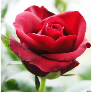 Photo of Roy WALLACE