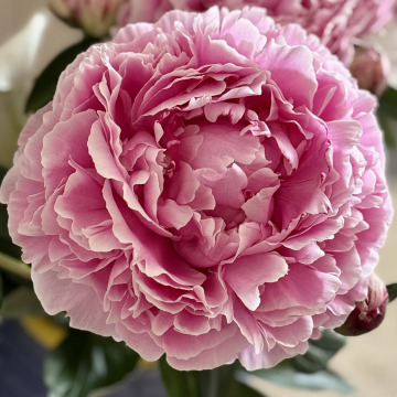 Tribute photo for Elizabeth Anne BROWN