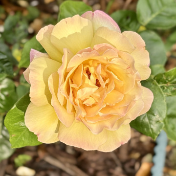 Notice Gallery for Elizabeth Anne BROWN