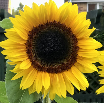 Notice Gallery for Elizabeth Anne BROWN