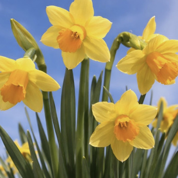 Photo for notice Annette GIMBLETT