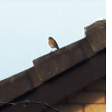 Photo for notice DOROTHY WELSH