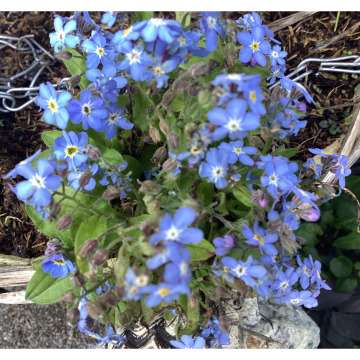 Notice Gallery for ROSE JOHNSON