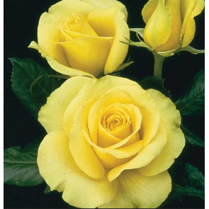 Photo of MAURICE FERRER