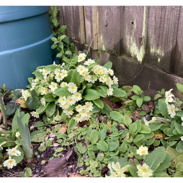 Notice Gallery for Joan DAWSON MACWHIRTER