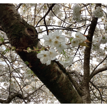 Notice Gallery for Joan DAWSON MACWHIRTER