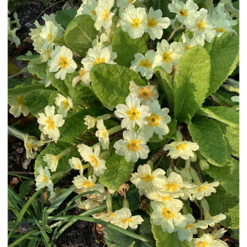 Notice Gallery for Joan DAWSON MACWHIRTER