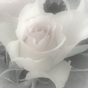 Notice Gallery for Annie O'GORMAN