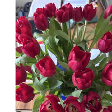 Photo for notice Annie O'GORMAN