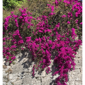 Notice Gallery for Carl TIGHE