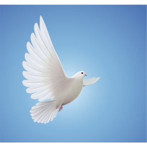 Photo of Karen ROBSON