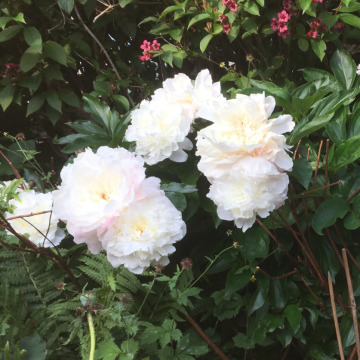 Photo of MICHAEL TARR