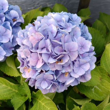 Photo for notice MALCOLM ROWLANDS -