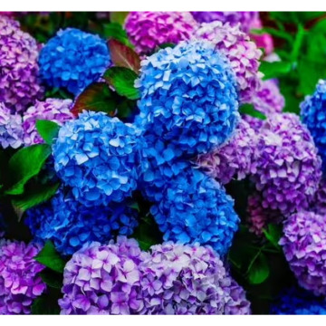 Photo for notice MALCOLM ROWLANDS -