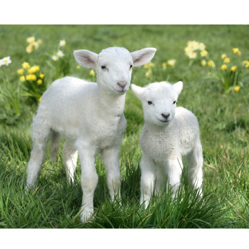 Photo for notice MALCOLM ROWLANDS -